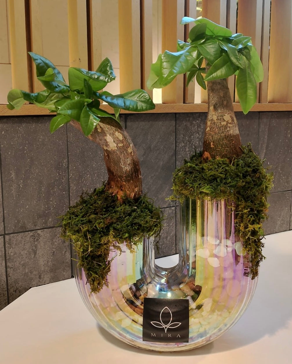 Potted Plants Arrangements