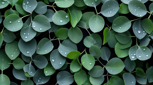 The Benefits of Eucalyptus Plants in Your Home