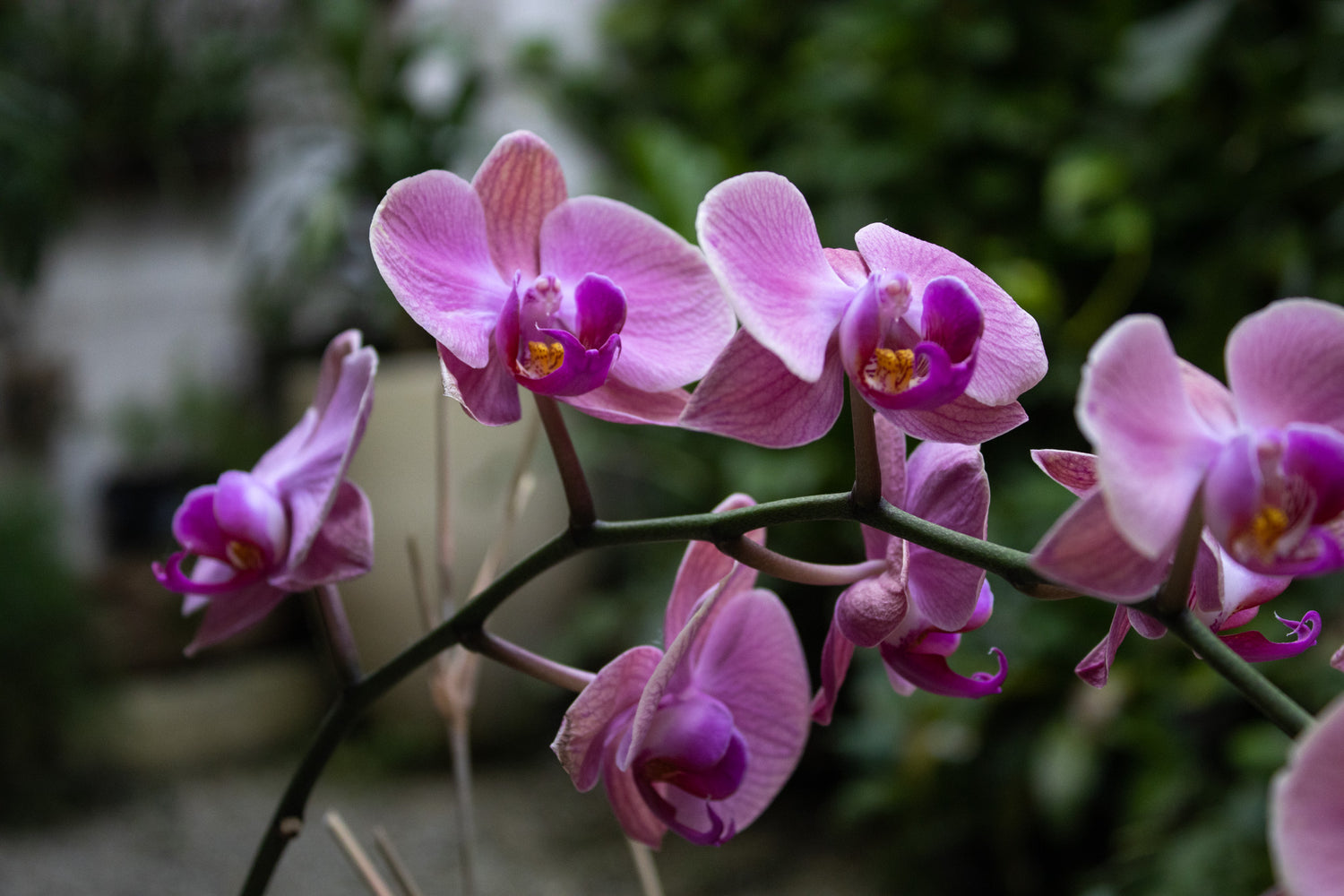 Orchid Arrangements