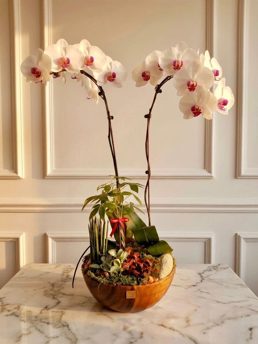 Phalaenopsis Orchid Elegance - Premium white orchid arrangement in a natural wooden bowl with moss and river stones