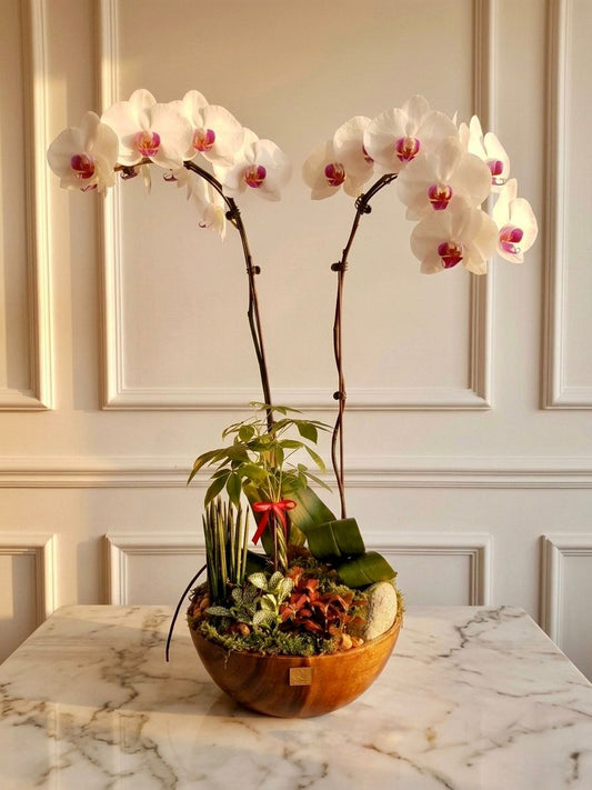 Phalaenopsis Orchid Elegance - Premium white orchid arrangement in a natural wooden bowl with moss and river stones
