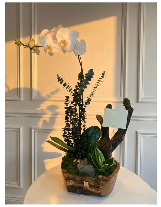 Orchid Symphony - White orchid arrangement in rustic wooden planter