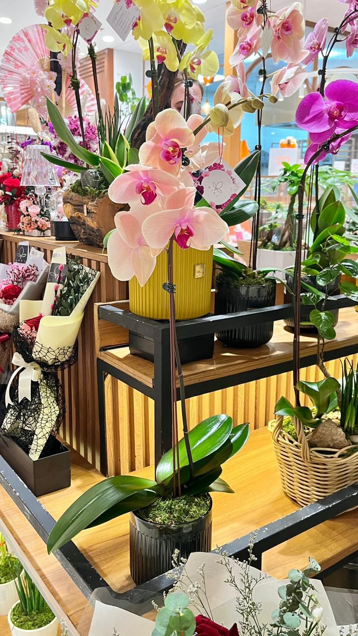 Single Stem Phalaenopsis Orchid