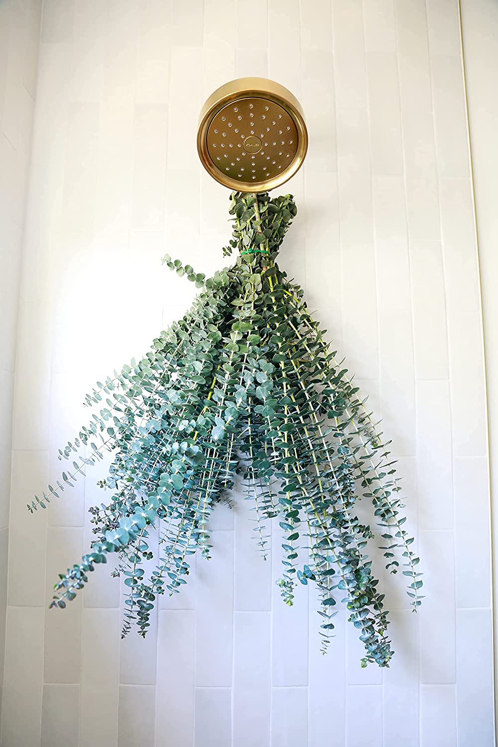 Eucalyptus Shower Bundle